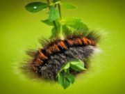 Oyunu Caterpillar larva hayvan yapboz çevrimiçi