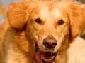 Oyunu Köpek Spot Farkı  çevrimiçi