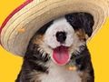 Oyunu Komik Köpek: Gizli Kemikler  çevrimiçi
