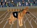 Oyunu Çılgın Köpek Yarış Alevi çevrimiçi