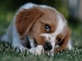 Oyunu Köpek bulmacası çevrimiçi