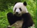Oyunu Panda Bulmacası çevrimiçi