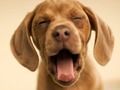 Oyunu Komik Köpek çevrimiçi