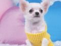 Oyunu Sevimli Yavru Köpek Bulmacası çevrimiçi