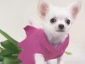 Oyunu Şirin Yavru Köpek Bulmacası çevrimiçi