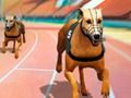 Oyunu Çılgın Köpek Yarış Ateşi çevrimiçi