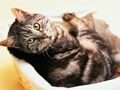 Oyunu Komik Kediler ve Köpekler Yapboz çevrimiçi