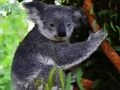 Oyunu Şirin Bebek Koala Ayısı  çevrimiçi