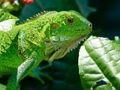 Oyunu Vahşi iguana  çevrimiçi