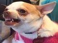 Oyunu Sen hangi meme köpeğisin?  çevrimiçi
