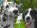 Oyunu Köpek Simülatörü 3D çevrimiçi