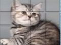 Oyunu PicPu kedi  çevrimiçi