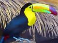 Oyunu Toucan Kuş Yapboz  çevrimiçi