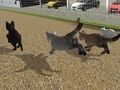 Oyunu Koş Kedi Kedi Yarışı  çevrimiçi