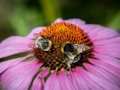 Oyunu Mor Coneflower Yapboz  çevrimiçi
