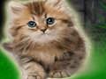 Oyunu Çift Yavru Kedi Kaçış  çevrimiçi