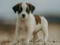 Oyunu Jack Russell Yapboz  çevrimiçi
