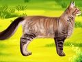 Oyunu Kedi Evcil Hayvan Doktoru Diş Hekimi  çevrimiçi
