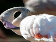 Oyunu Flamingo Kuşu Yapboz  çevrimiçi