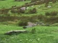 Oyunu Pigeons Hunting çevrimiçi
