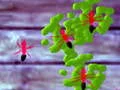 Oyunu Smash Ants çevrimiçi