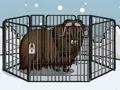 Oyunu Rescue The Musk Ox çevrimiçi