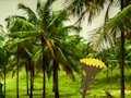 Oyunu Escape From Coconut Land çevrimiçi
