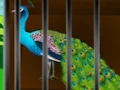 Oyunu Liberate the Caged Beauty çevrimiçi
