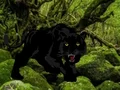 Oyunu Escape from Black Panther Forest çevrimiçi