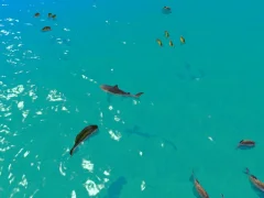 Oyunu Hungry Shark Hunt çevrimiçi