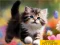 Oyunu Puzzle Sliding Kittens çevrimiçi