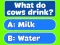 Oyunu Trivia! Best Family Quiz çevrimiçi