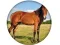 Oyunu Animal Quiz çevrimiçi