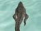Oyunu Crocodile Simulator Beach Hunt çevrimiçi