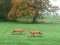 Oyunu Hunted Fox çevrimiçi