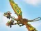 Oyunu Dragons: Drachenrennen çevrimiçi