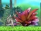 Oyunu King Julien: Schnapp' die Krone çevrimiçi