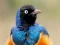 Oyunu Animal Puzzle: Wildlife & Logic çevrimiçi