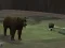 Oyunu Bear Den çevrimiçi