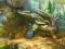 Oyunu Notes from Fantasy Forest çevrimiçi