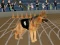 Oyunu Crazy Dog Racing Fever çevrimiçi