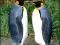 Oyunu Penguin Puzzle çevrimiçi