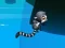 Oyunu Jungle Jump çevrimiçi