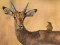 Oyunu Wild Deer Jigsaw çevrimiçi