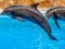 Oyunu Sea Dolphin Jigsaw çevrimiçi