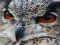 Oyunu Wild owl Jigsaw çevrimiçi