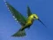 Oyunu Hummingbird House Escape çevrimiçi
