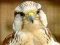 Oyunu Gyrfalcon Jigsaw çevrimiçi
