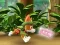 Oyunu Paw Patrol: Tracker's Jungle Rescue çevrimiçi