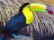 Oyunu Toucan Bird Jigsaw çevrimiçi